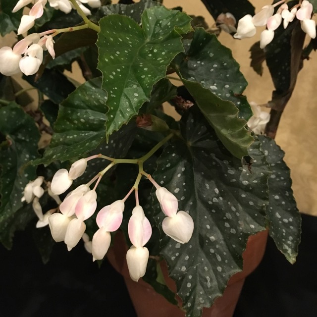 B. ‘Purity’